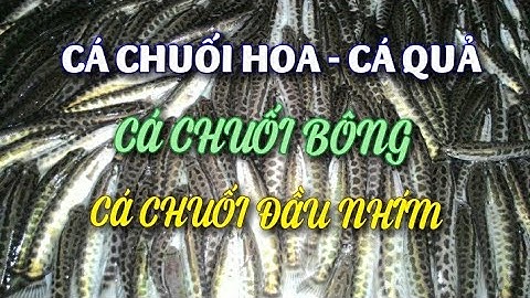 CÁ CHUỐI HOA - CÁ CHUỐI ĐẦU NHÍM - CÁ CHUỐI BÔNG GIỐNG SỐ LƯỢNG LỚN; LH 0989856862-0989433197.