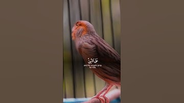 اللهم إجعل القرآن الكريم ربيع قلوبنا ونور صدورنا #المصحف #اكسبلور #القرآن_الكريم #اللهم_صل_وسل