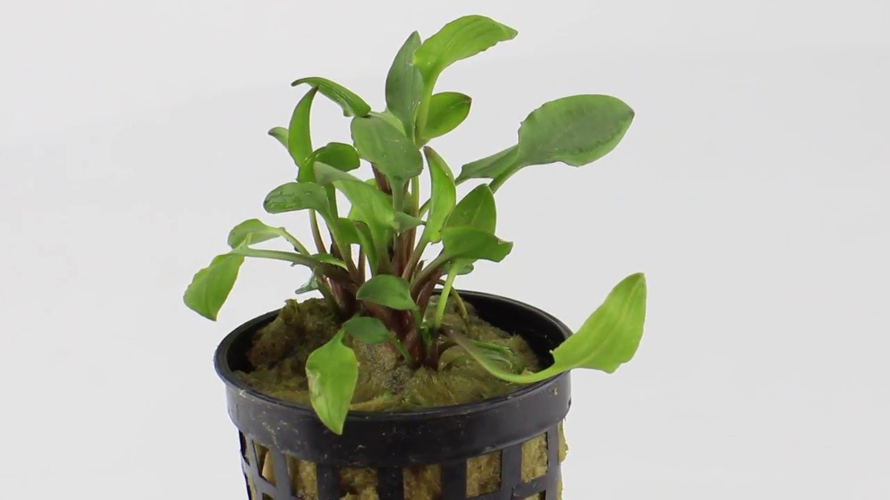 Cryptocoryne lutea hobbit - Aqua Essentials - YouTube
