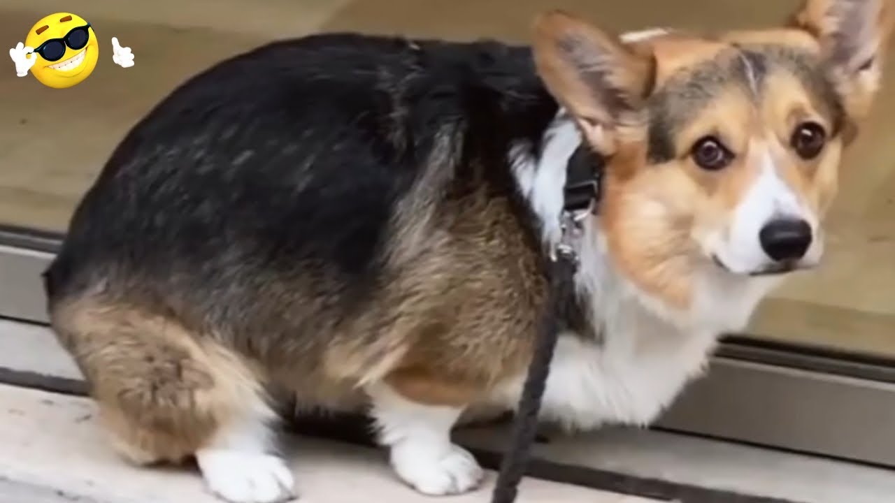 funniest-dog-videos-funniest-animals-2023-youtube