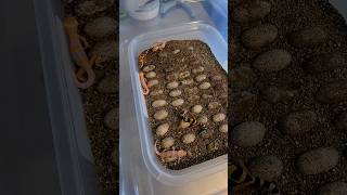 Baby Leopard Geckos & a few bad eggs ??? | FULL video coming soon ??