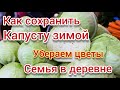 Способ хранения капусты ( проверим)// Георгины и Гладиолусы.