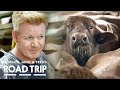 🐃🥛 Gordon Ramsay Learns How To Milk A Buffalo | Gordon, Gino, and Fred&#39;s Road Trip