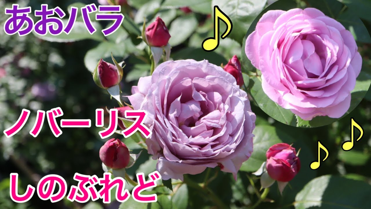 ノバーリス しのぶれど 丸くて美しい あおバラ2種がでてきます Youtube