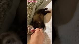 The fluffy ferret fawns upon it’s owner everyday.  ferret videos #shorts