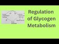 Regulation of glycogen metabolism