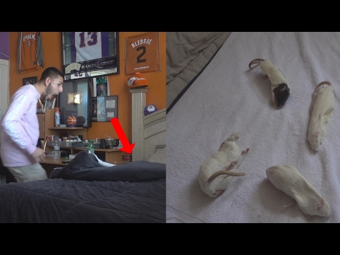 DEAD RATS IN MY BROTHERS BED PRANK!! (DISGUSTING) | FaZe Rug
