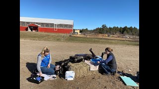 Equine Castration Surgery Day Troy Equine Services