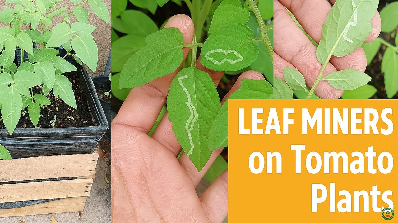 Leaf Miner Damage on Tomatoes and How I Identified and Stopped It Organically