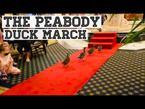 Video: The Peabody Ducks in het Peabody Hotel in Memphis