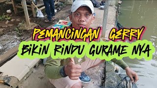 BANYAK BANGET GURAME BABON,ini yg bikin RINDU‼️ pemancingan Gery#gurame#mancing#mancingmania