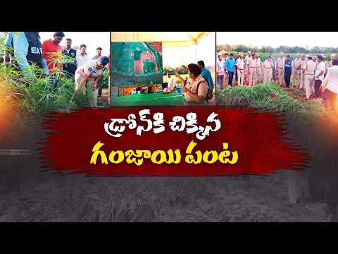 2 ఎకరాల్లో గంజాయి పంట.. డ్రోన్ కెమెరాకు చిక్కిన అక్రమ సాగు || Neralu Ghoralu