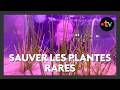 Comment les botanistes du Conservatoire national sauvent notre flore de l'extinction.