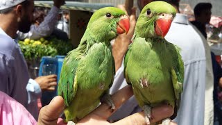 Birds Market Lalukhet Sunday Video Old Memories 25-12-2016 in Urdu