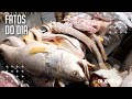 Safra reduz preço de pescados em Belém, mas filhote segue em alta