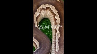 Black Head Leopard Mojave Trick