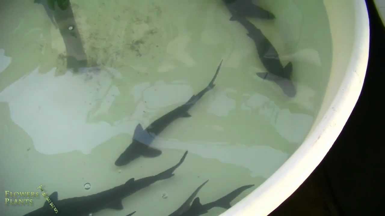 White Sturgeon (Acipense Transmontanus)