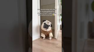 She was SO tiny and looked so PROUD 🥹🎓 #pug #dog