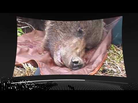 Bear71 VR (Trailer) - Bear71 VR (Trailer)