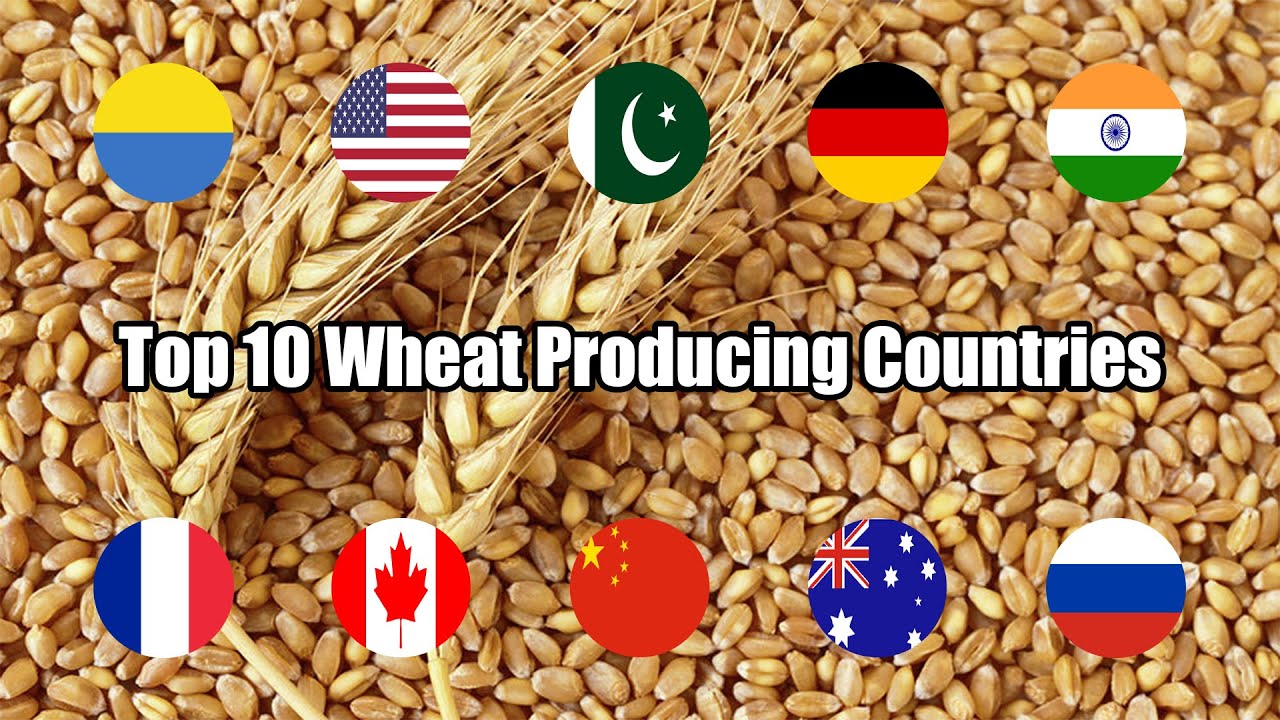 Top 10 | Most Wheat Producing Countries | 2020