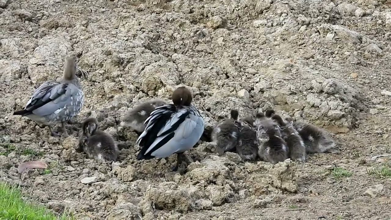 Wood Ducks Duckling Huddle and run for cover