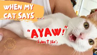 Meow! When my cat talks. by The Shaw Cats 8,256 views 3 years ago 1 minute, 39 seconds