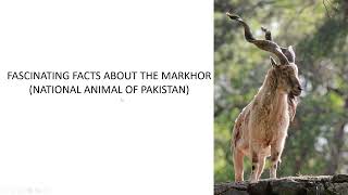 Fascinating Facts About The Markhor National Animal Of Stan By Rashail Anwar.