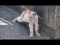 Мужчина взял облезлого кота с улицы - и тот превратился в настоящего красавца
