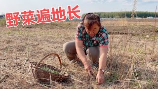 东北野菜就是多，老妈10分钟挖满满一筐，遍地都是根本忙不过来