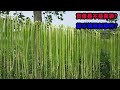 贡菜是不是莴笋 为什么很多人希望它单独成种 看完你就知道了 贡菜是不是莴笋 为什么很多人希望它单独成种 看完你就知道了