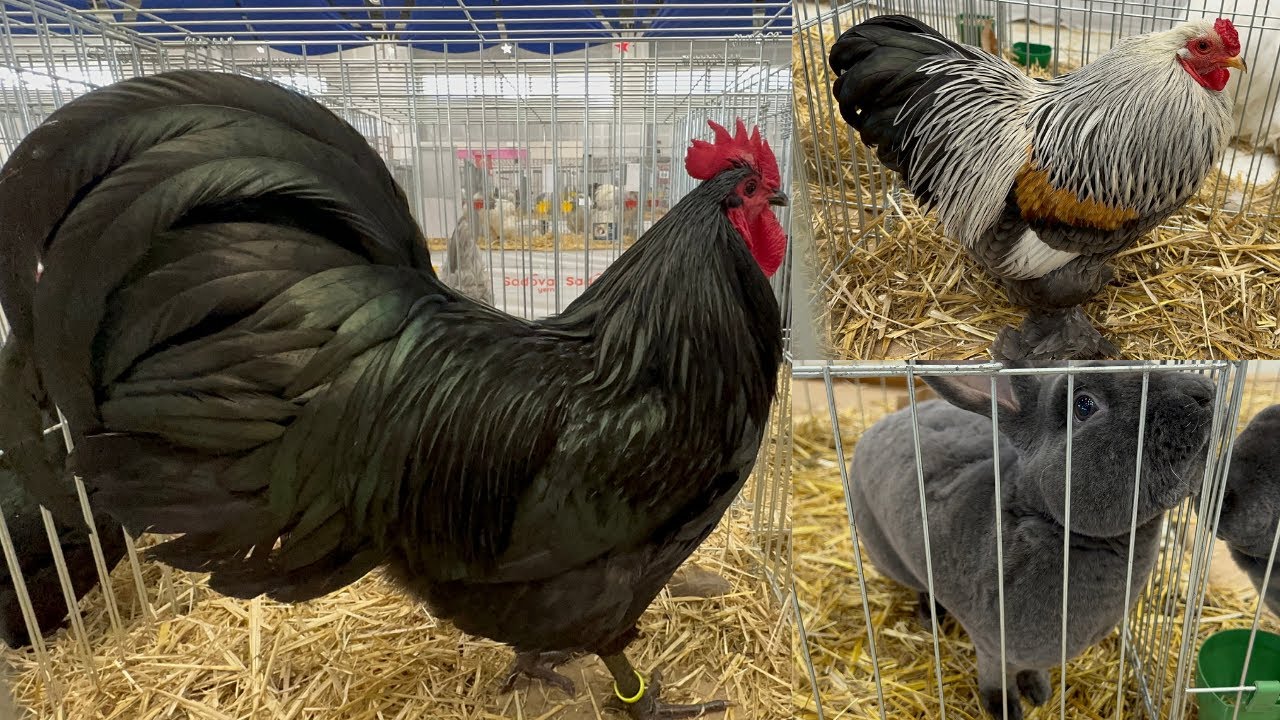 ISPARTA SÜS TAVUKLARI YARIŞMASINA GİTTİK - TAVUK - HOROZ - TAVŞAN - GÜVERCİN