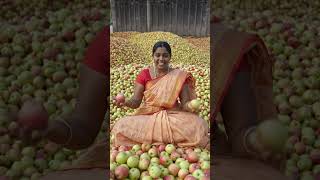 ஆப்பிள் குவியல்#ஆப்பிள் #Apple #AppleHarvest #FruitLovers #FreshFruits #NatureTamil #VillageLife