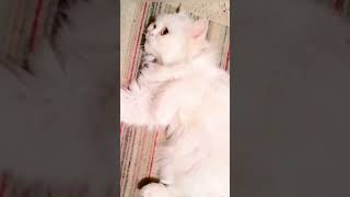 قطه كيوت بتغني #cute_cats #قطط_كيوت #قطط ،#shorts