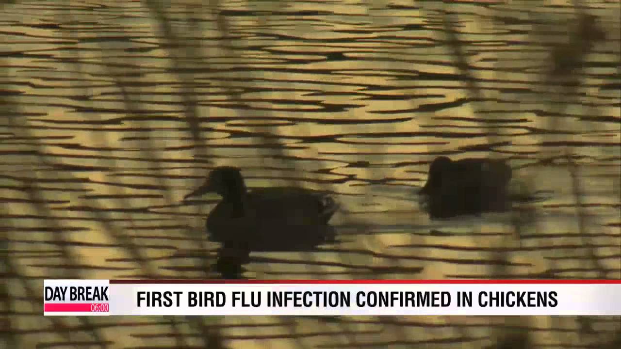 Temporary standstill issued to prevent bird flu from spreading