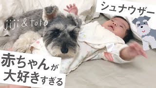 【癒しシュナウザー】生後2ヶ月の赤ちゃんから離れない犬【ジジトト】