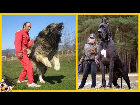 Video: Die 10 größten Hunderassen