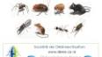 Les bienfaits cachés des termites ile ilgili video