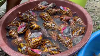 Quelle est la saison pour ramasser les escargots ?