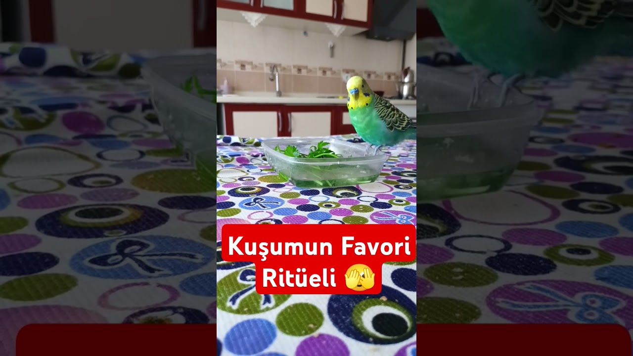 Kuşumun Gizli SPA Ritüeli! Kaçırma! 💦🐤  #muhabbetkuşu #birdsong #birds #talkingparot #parrot