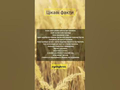 Притча про поле пшениці - YouTube