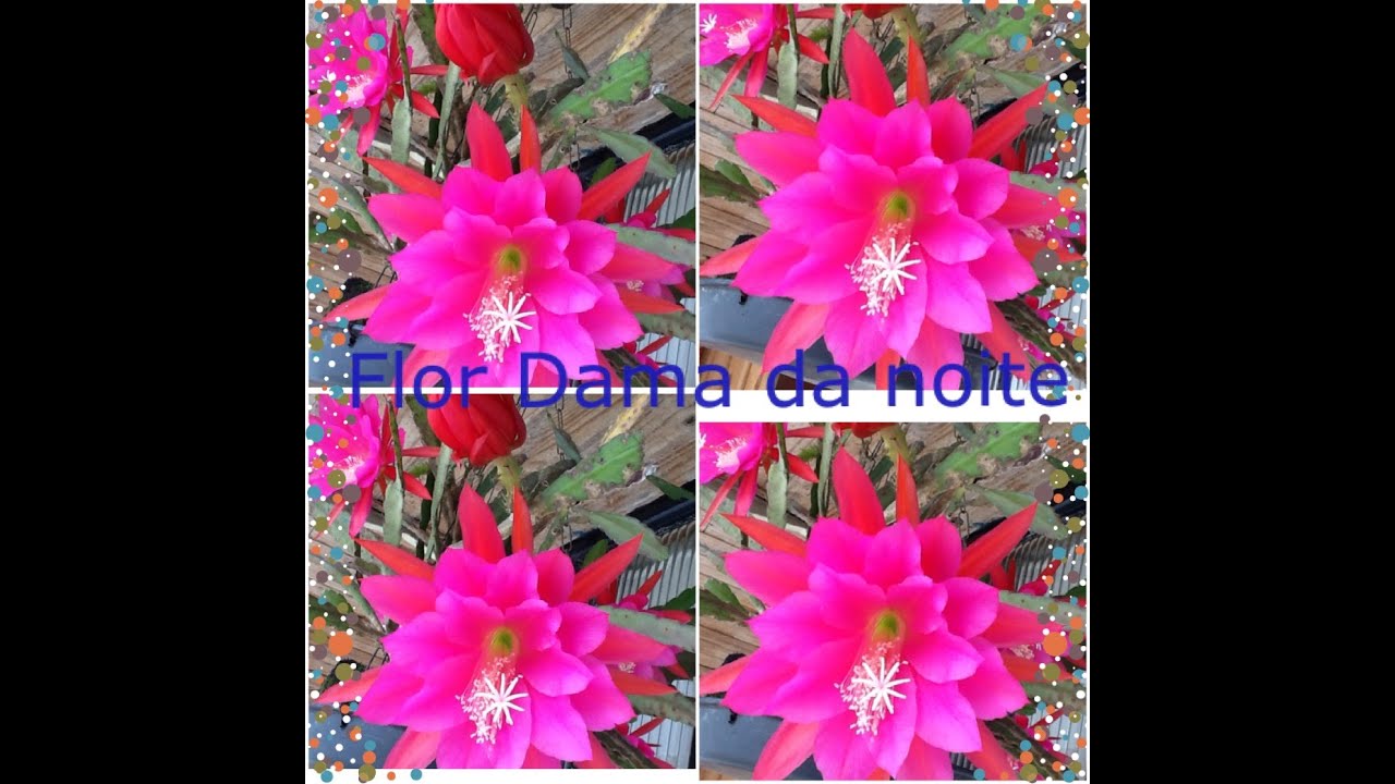 Dama da noite!!! YouTube Dama da noite!!! YouTube