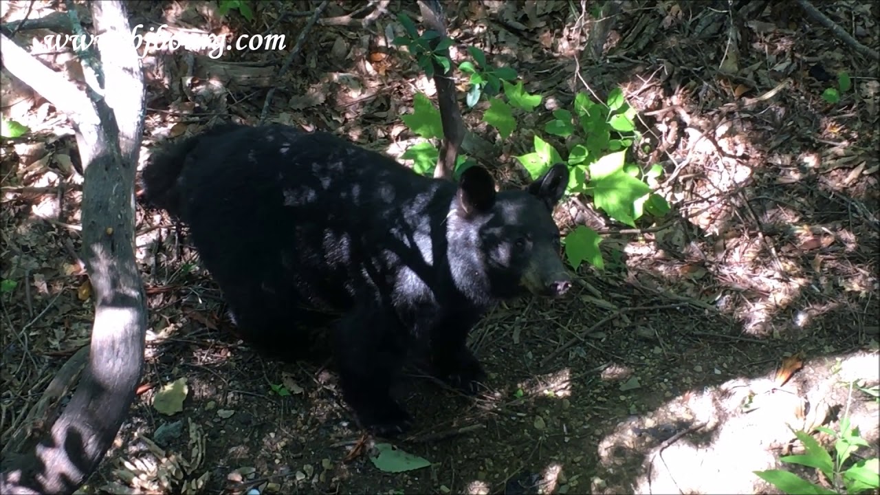 Momma Bear and Three Cubs in Gatlinburg - YouTube