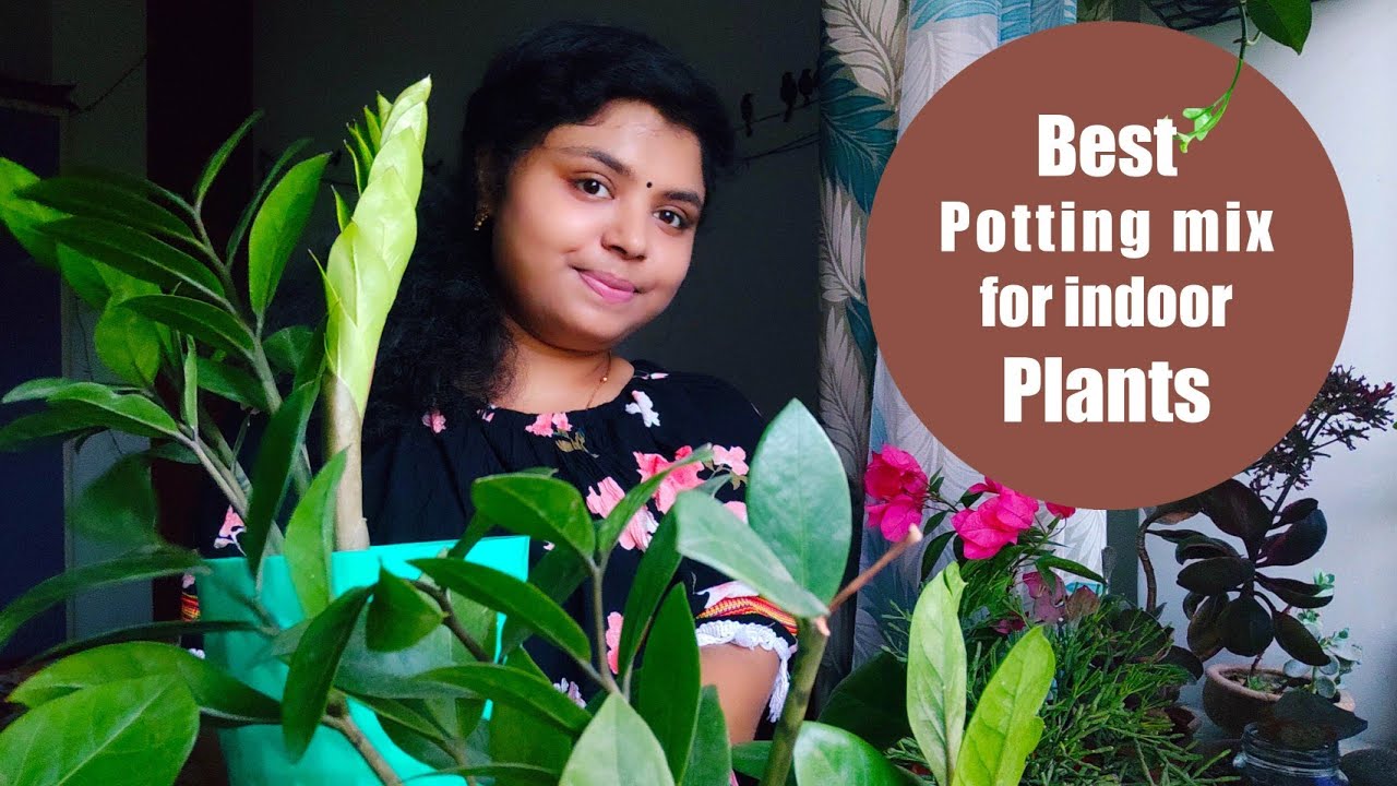 best soilless potting mix for indoor plants | zz plant soilless potting ...