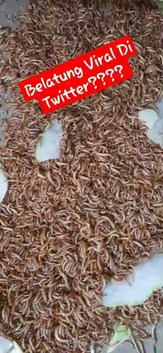 Belatung Yang VIRAL DI Twitter???
