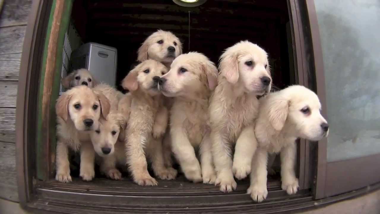 犬の牧場 ゴールデンレトリバーの子犬 13年10月生れ Youtube