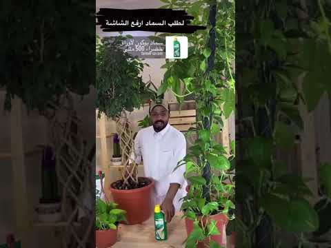 فيديو: كيفية دعم تسلق النباتات المنزلية في الداخل
