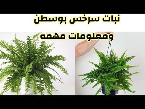 فيديو: أنواع السرخس التي تزين الحديقة