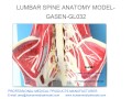 腰椎解剖モデル骸骨多関節HIGH QUALITY」モデル GASEN GL032