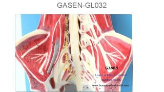 腰椎解剖モデル骸骨多関節HIGH QUALITY」モデル GASEN GL032
