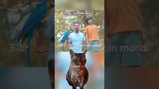 burung papa unik sekali 🗿 #meme #cat #funny #shortvideo #song
